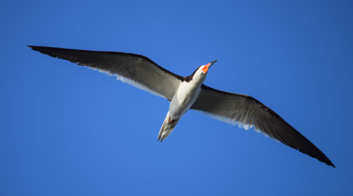 hey-there-nature: One of the coolest birds around - the Black Skimmer! These guys are the only skim