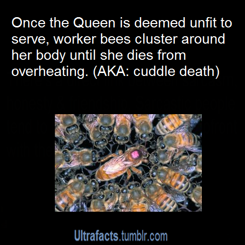 ultrafacts:  Ultrafacts Source