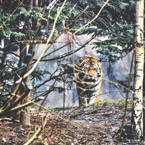 On the prowl. Auf der Pirsch.Tiger in its enclosure. Zoo Leipzig.