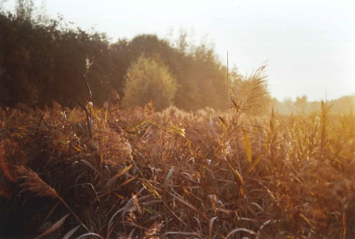 benzynne:  Creating memories \ Olympus OM2