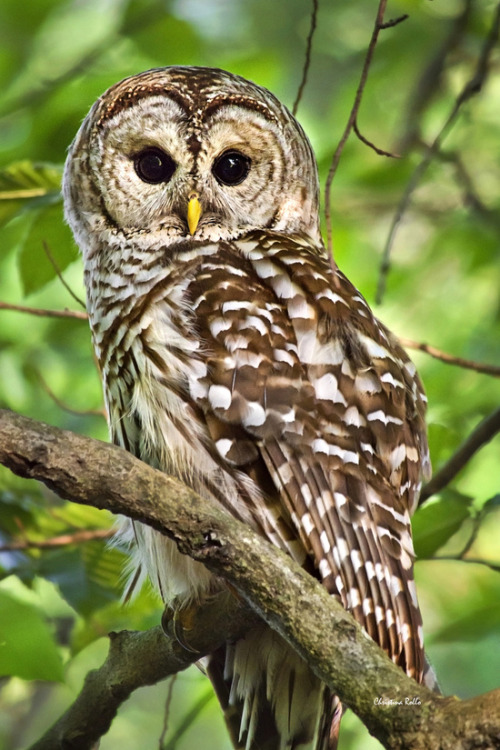 allanimalsunited: greatanimalseverywhere: Barred Owl bit.ly/1LCCMIl Animals