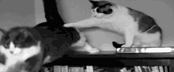 funny-gifs-videos:  for other funny gifshttp://funny-gifs-videos.tumblr.com/