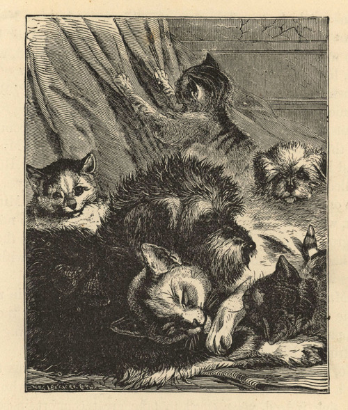 Sex uwmspeccoll: An Animal Friends Caturday Felines pictures