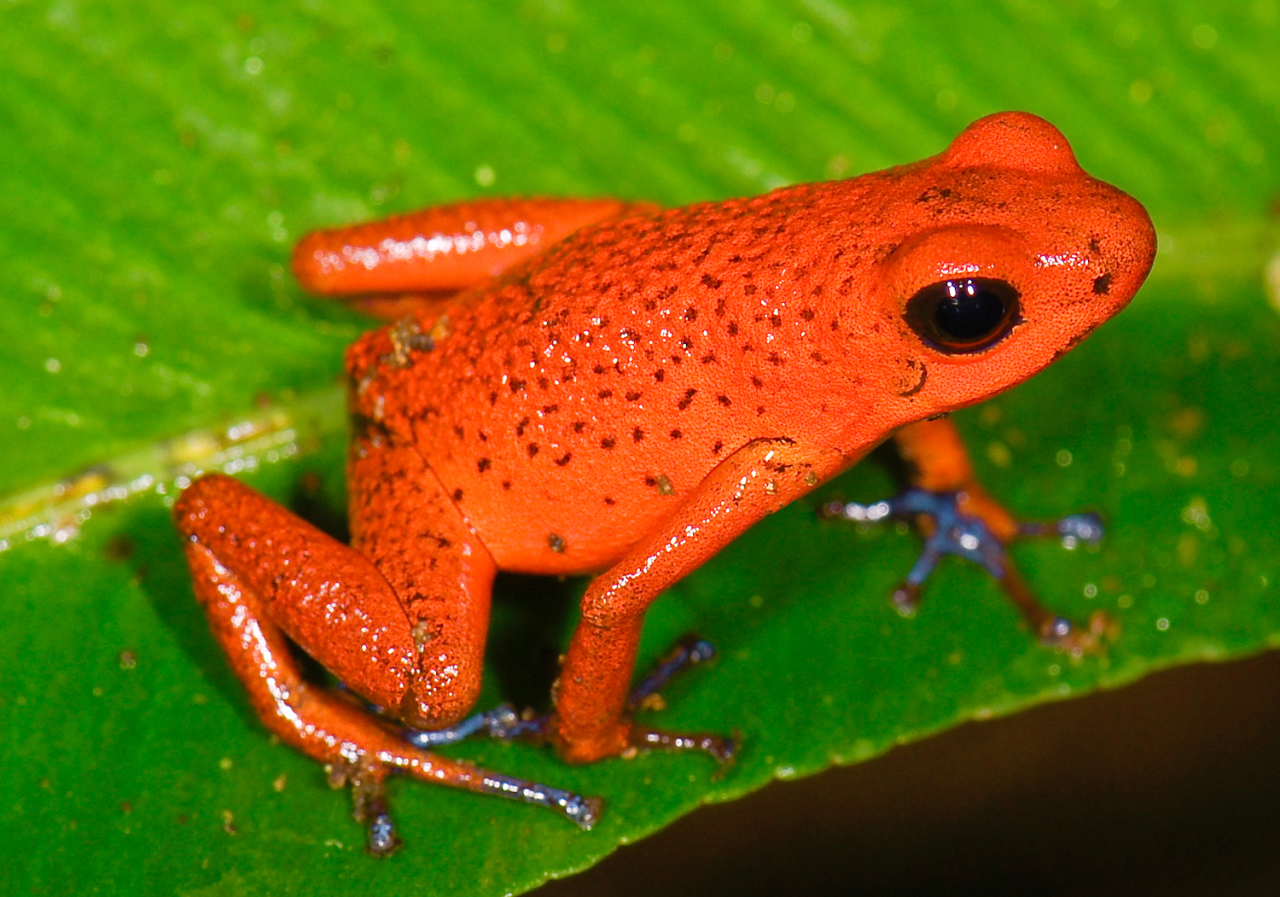 AmRev Historic Figures as frogs/toads