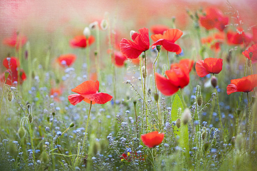 Poppy Meadow by Jacky Parker Floral Art on Flickr.