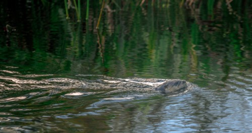 Floridian State Park, November 2023