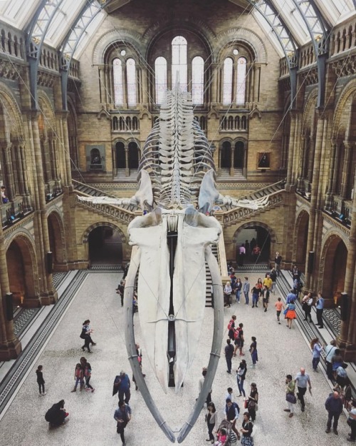 ‘Hope’ the blue whale skeleton, Natural History Museum, London, 2017. What can Hope tewll us about Climate Change?