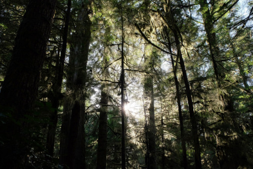 sunshinerain forest trail, tofino,bc