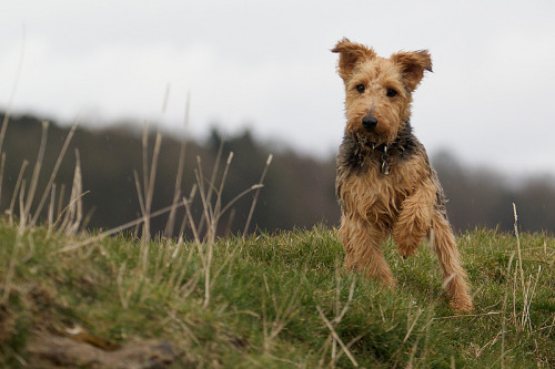 handsome dogs for you in these trying times