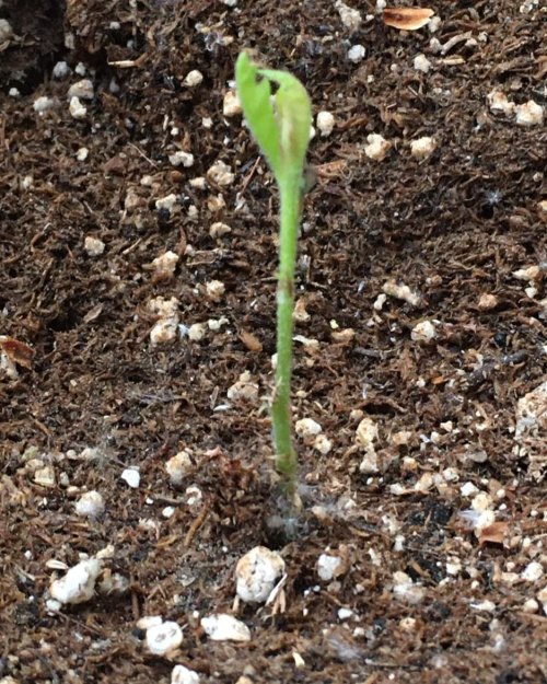 And my Gambel Oak has sprouted! #Latergram #Science #SciComm #Biology #Utah #Botany #Plant #Plants 