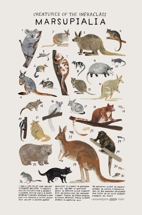 sosuperawesome:  Animal Species Illustration Posters by Kelsey Oseid on Etsy More like this  