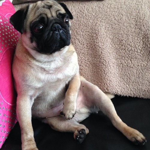 ilovepugs4ever:  Follow Dog Quotes.
