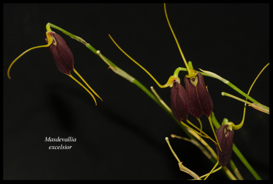 porroglossum | Explore Tumblr Posts and Blogs | Tumpik
