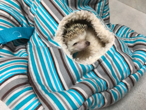 hardhedgehoglife:Checking to see if it’s safe and dark out there yet.Nope, not safe, not dark. Time