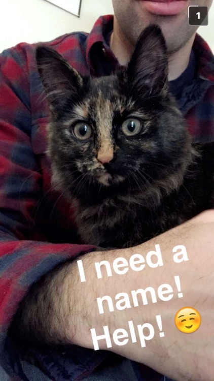 thelighthousetat: MY COUSIN AND HER HUSBAND ARE GETTING A CAT!! HELP ME FIND NAME SUGGESTIONSS!!!!