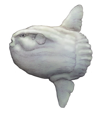 The Evolution of Life on Earth on Tumblr: The ocean sunfish, Mola mola  (1758) Phylum : Chordata Class : Actinopterygii Order : Tetraodontiformes  Family : Molidae Genus 