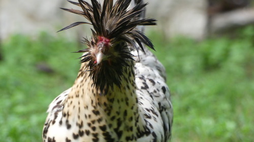 chickenkeeping:new hairstyle