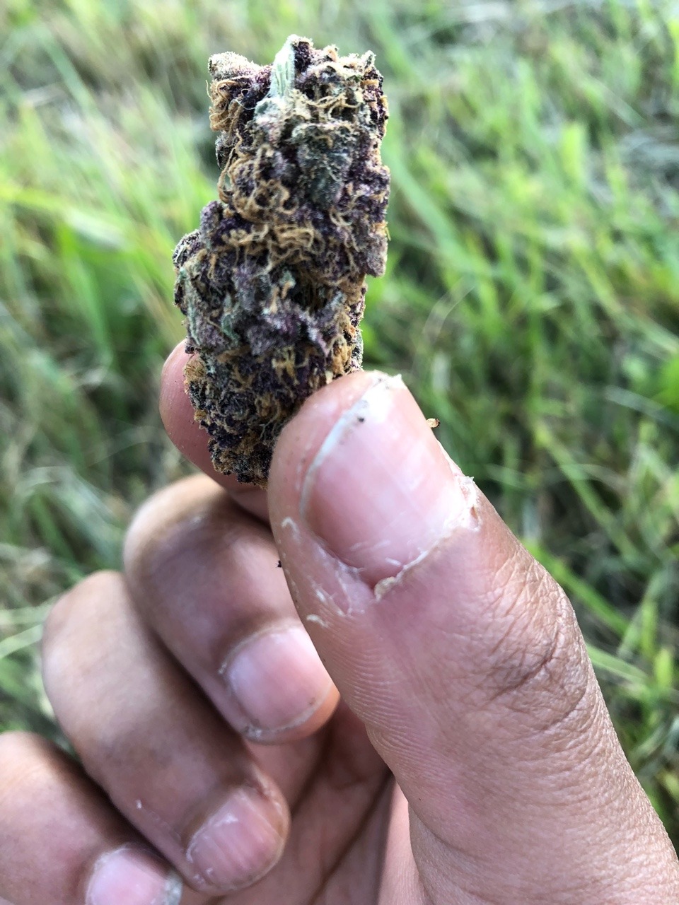 kameha8088:Smoking dat Korok kush 🍀