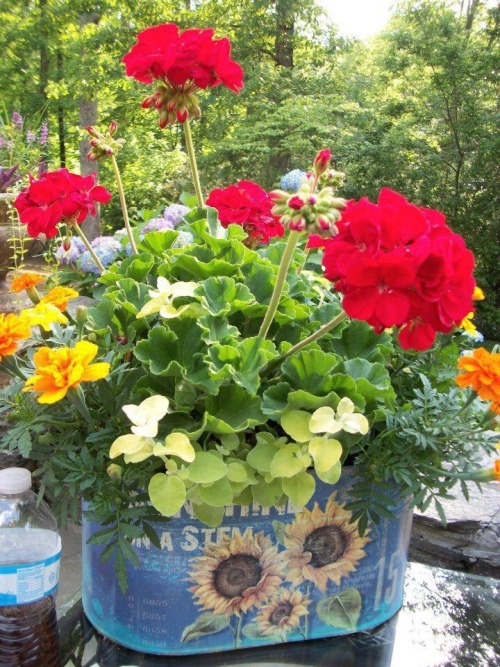 gardeningacreativejourney: Love the pot.