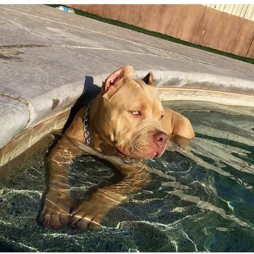 I Haven't Been Active As Much On Tumbler... So Here Have Some Pitbulls.