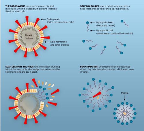 sixpenceee:  Why soap works against the coronavirus              