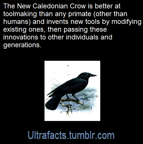 ultrafacts: Source: [x] Follow Ultrafacts for more facts! 