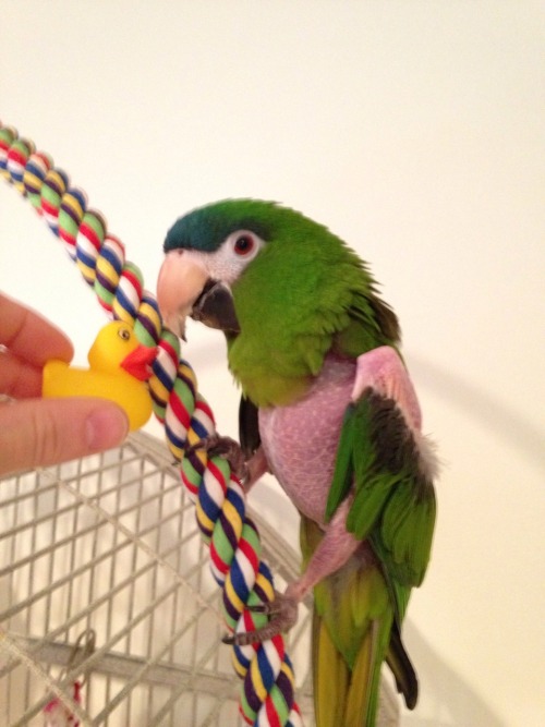 Elvis is not sure what to think about the rubber ducky.