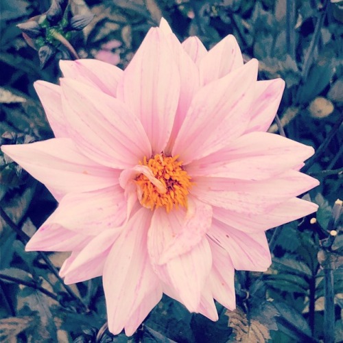 thelegendofclarke:You can learn a lot of things from the flowers.Killarney National Park. Killarney,