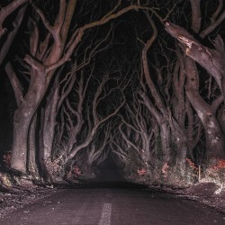 thisobscuredesireforbeauty: The Dark Hedges, Northern Ireland.Source