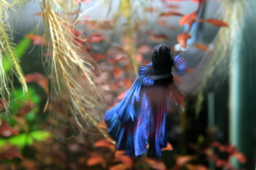 fishadventure:Nabi photoshoot 2015-08-11