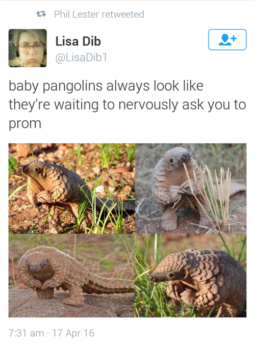 lesbianlegbreaker:There’s an adorable book about pangolins that I always feel compelled to mention. 