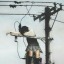 milothecryptid