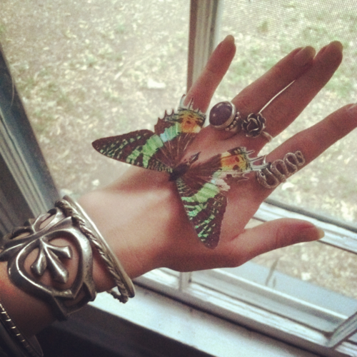acherontias:  I´m totally in love with butterflys.  They are fragile. Beautiful.