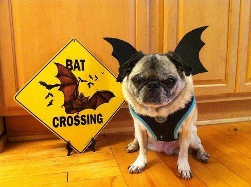 Insane Corgi