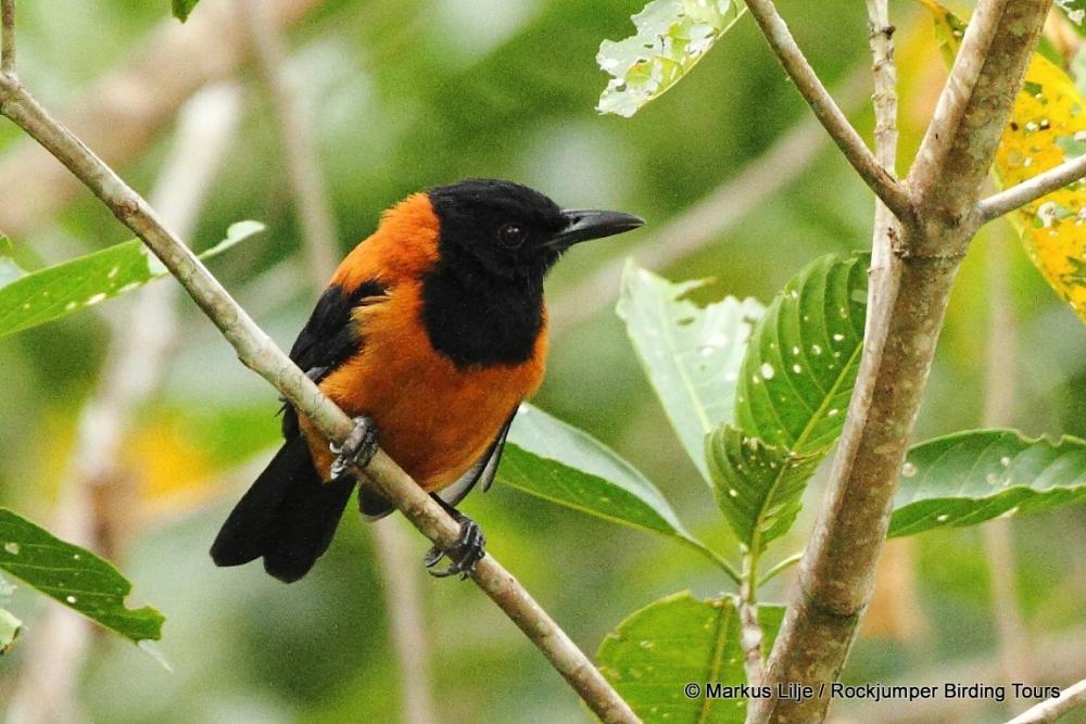 Pitohui-'s Profile 