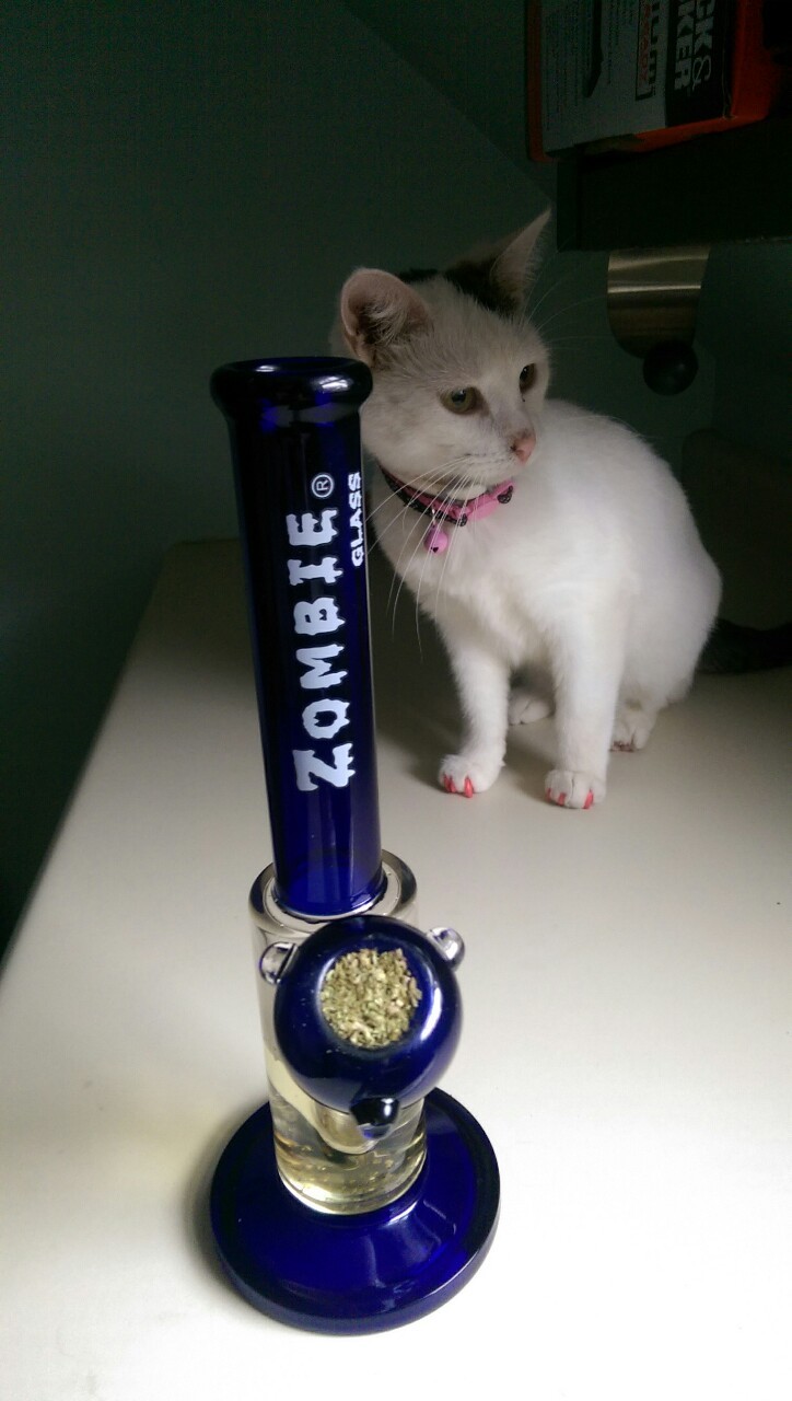 nugssbunny:  My cat is very photogenic   Zombie Gang!