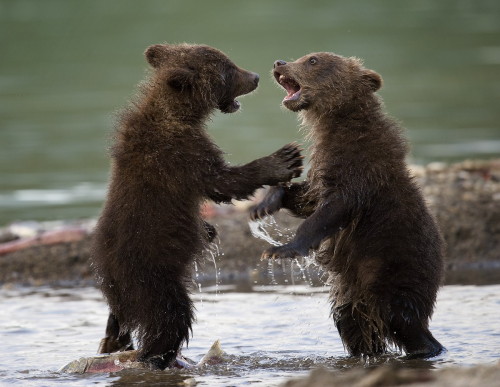 magicalnaturetour:  (via 500px / It my fish ! by Sergey Ivanov)