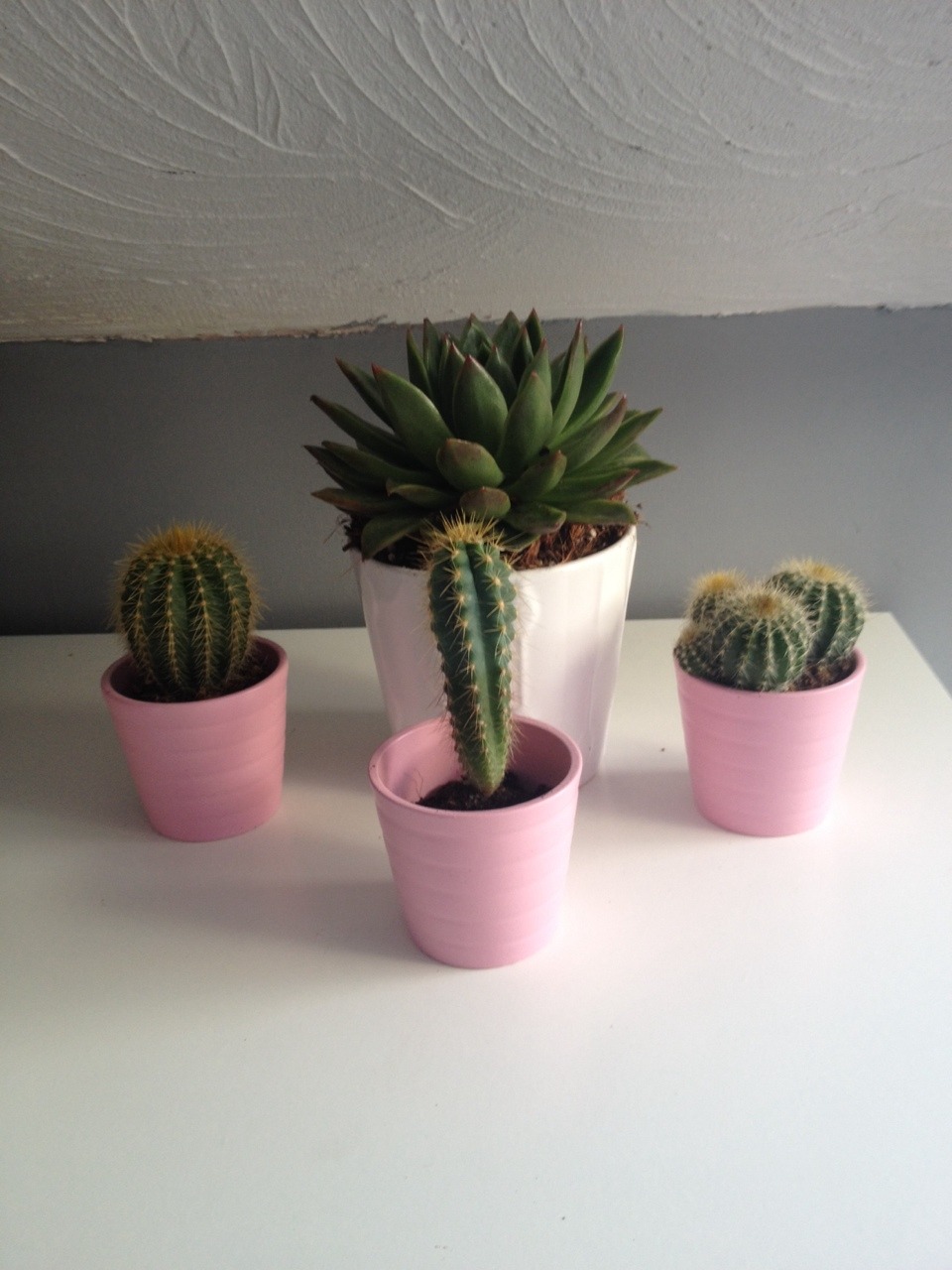 fairybub:  brand new plant babies from ikea ! :+)