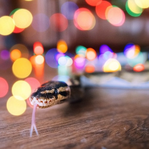yuudais: beep boop more snake