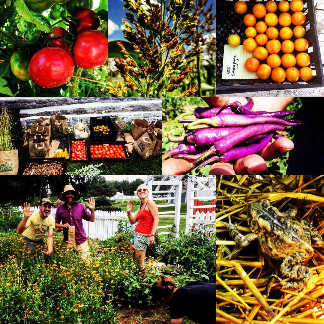 Snapshots of our day at Kutztown seed farm on Friday: Plate de Haiti Tomato; Ba-Ye-Qi Sorghum; Greengage Tomato; the first big seed crop harvest of the year where we had to employ tetris car packing skills; Buena Mulata Peppers; team seed in the...