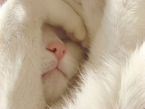 cozy aesthetic // aesthetic dream