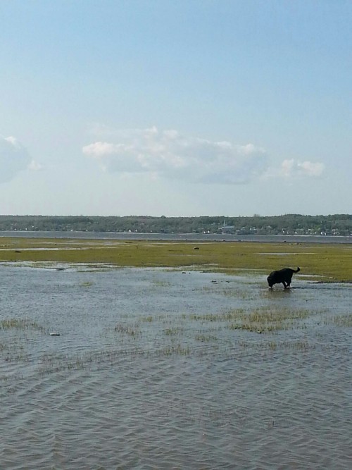 trip to the beach with @cinensis, his twin, my dog Bousco and I :) it was really fun!! Look!! Cin is