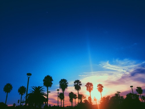 thethornoftherose:  I love California 🌴
