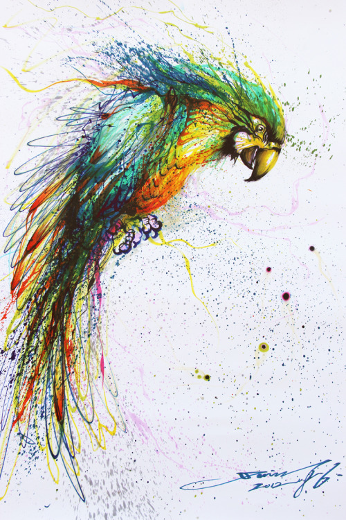 huatunan:  色彩鹦鹉。color parrot