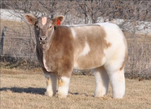rnultiplayer:  wanna know what a cow looks like washed and blow dried?   that is what a cow looks like washed and blow dried 