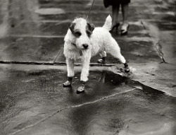 Harris &Amp;Amp; Ewing - Rubbers For Rover, 1928. Peter Pan, Wire-Haired Terrier