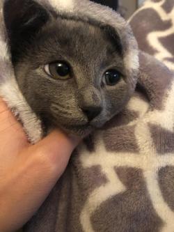 cutekittensarefun:  She was cold so we warmed her up