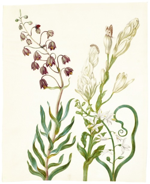 pintoras:Johanna Helena Herolt-Graff (German, 1668 - 1723): Flowers with a ladybird, caterpillar, bu
