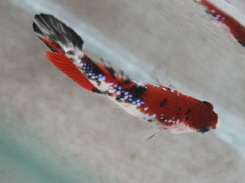 Halfmoon Koi Betta, Female