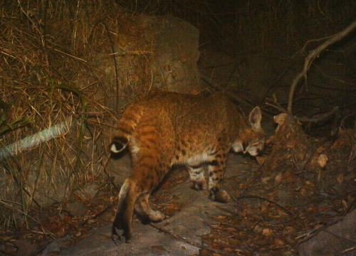 Bobcat - Griffith Park 